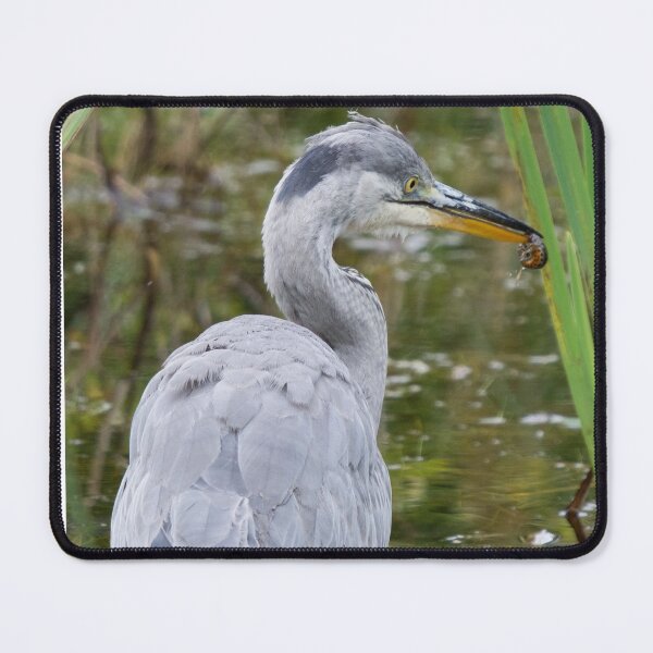 Item preview, Grey Heron with a newt in its beak designed and sold by RumRagephotos.