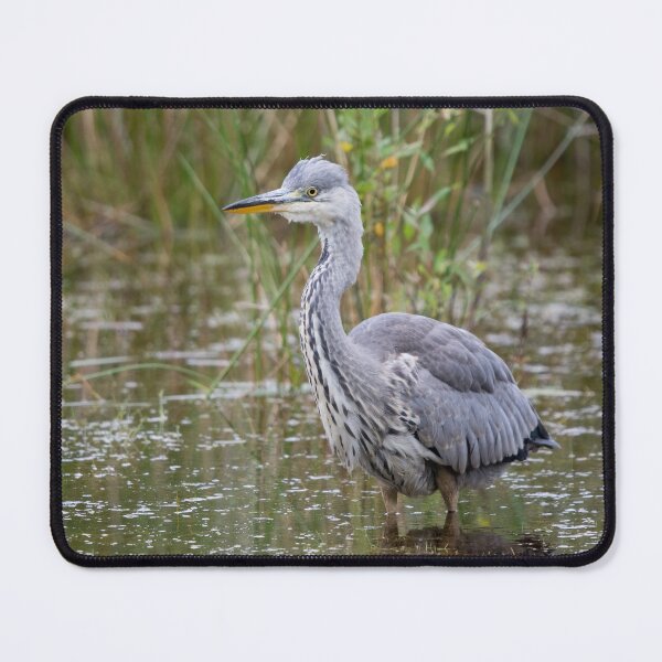 Item preview, A Grey Heron stands in a pond designed and sold by RumRagephotos.