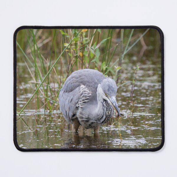 Item preview, Grey Heron catches a newt from a pond designed and sold by RumRagephotos.