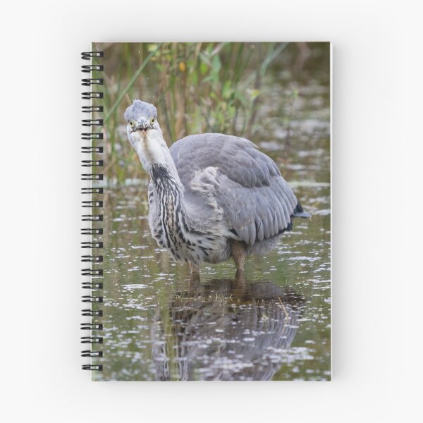 Item preview, Grey Heron stands in a pond designed and sold by RumRagephotos.