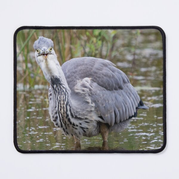 Item preview, Grey Heron stands in a pond designed and sold by RumRagephotos.