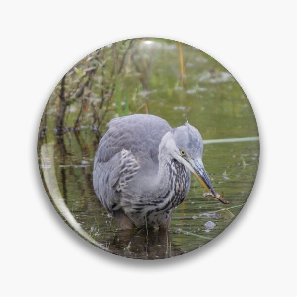 Artikelvorschau, Grey Heron catches a newt in a pond entworfen und verkauft von RumRagephotos.