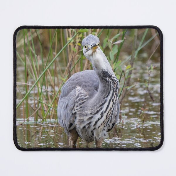 Item preview, Grey Heron pulls a face as the camera designed and sold by RumRagephotos.
