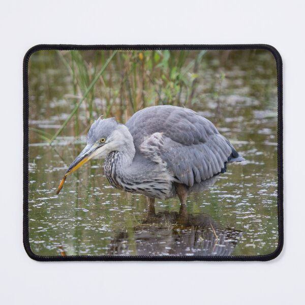Item preview, Grey Heron catches a newt designed and sold by RumRagephotos.