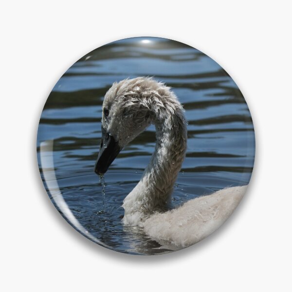 Artikelvorschau, A single cygnet on a lake entworfen und verkauft von RumRagephotos.