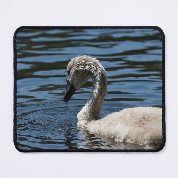 Item preview, A single cygnet on a lake  designed and sold by RumRagephotos.