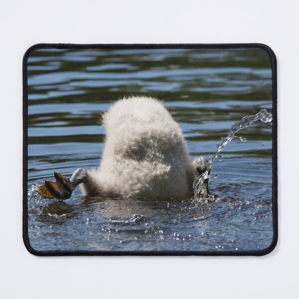Item preview, Cygnet splashes as it dives for food in a pond designed and sold by RumRagephotos.