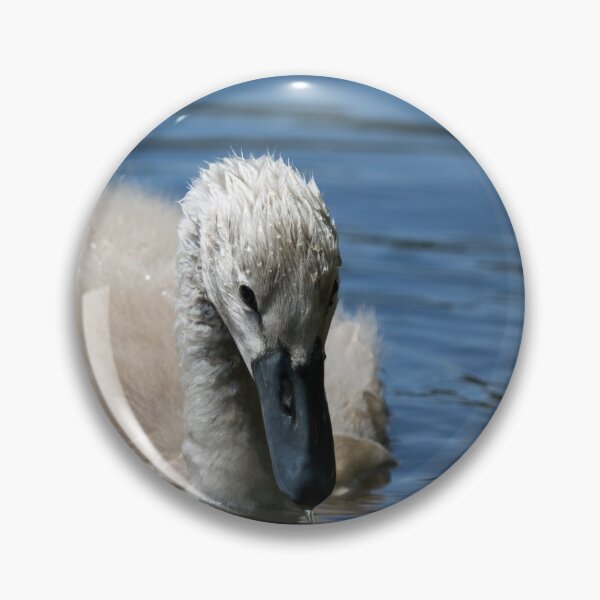 Item preview, Water drips from a cygnets beak on a pond designed and sold by RumRagephotos.