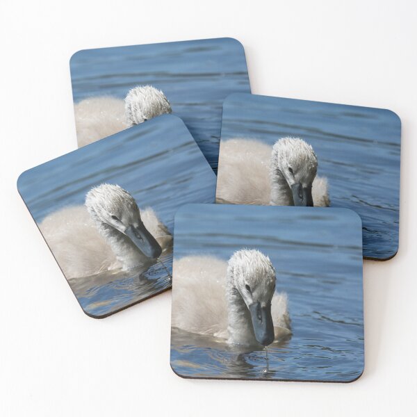 Item preview, Water drips from a cygnets beak on a pond designed and sold by RumRagephotos.
