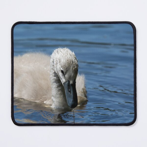 Item preview, Water drips from a cygnets beak on a pond designed and sold by RumRagephotos.