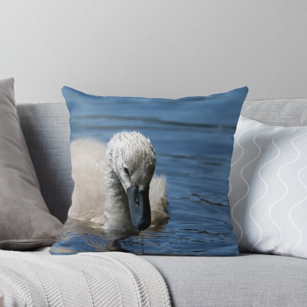 Item preview, Water drips from a cygnets beak on a pond designed and sold by RumRagephotos.