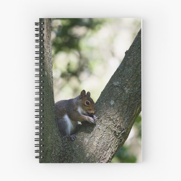 Item preview, Grey squirrel sits in a tree and snacks on a berry designed and sold by RumRagephotos.