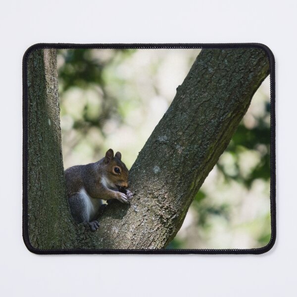 Item preview, Grey squirrel sits in a tree and snacks on a berry designed and sold by RumRagephotos.
