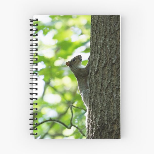 Aperçu de l'œuvre Grey Squirrel climbs a tree créée et vendue par RumRagephotos.