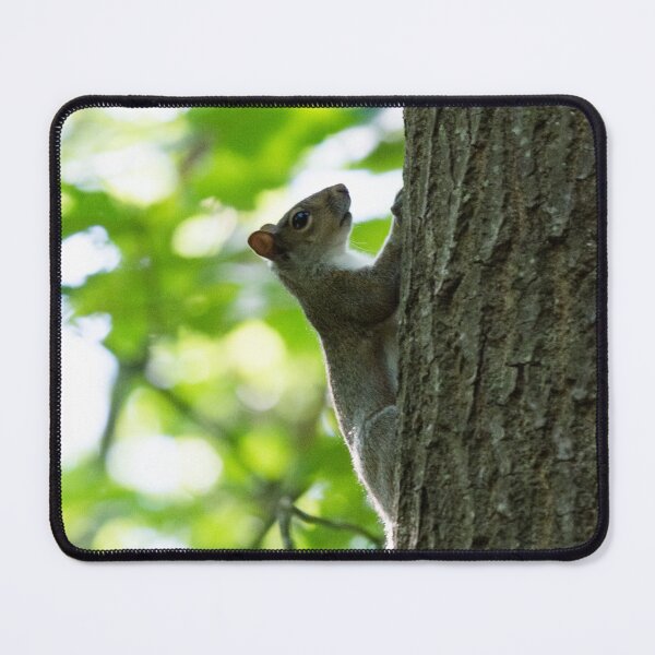 Item preview, Grey Squirrel climbs a tree designed and sold by RumRagephotos.