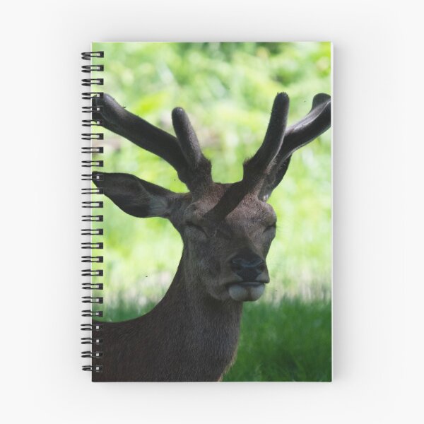 Item preview, A young deer lays in the shade  designed and sold by RumRagephotos.