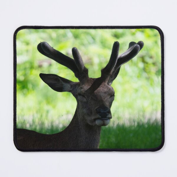 Item preview, A young deer lays in the shade designed and sold by RumRagephotos.