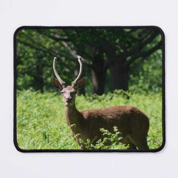 Item preview, A young male deer stands in a field of fern designed and sold by RumRagephotos.