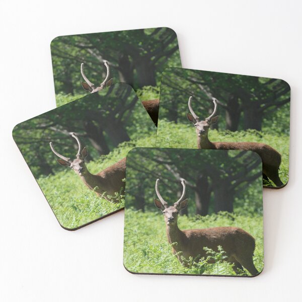 Item preview, A young male deer stands in a field of fern designed and sold by RumRagephotos.