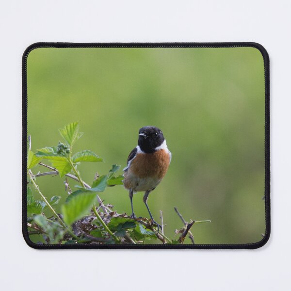 Item preview, A European Stonechat perches on a bush designed and sold by RumRagephotos.