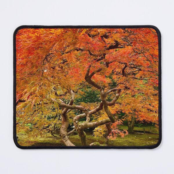 Item preview, Beautiful Maple Tree at Seattle Japanese Garden designed and sold by Lien Titus.