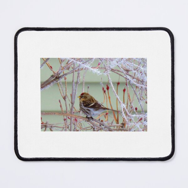 Item preview, Common Redpoll with Hoar Frost designed and sold by Debbie Center.
