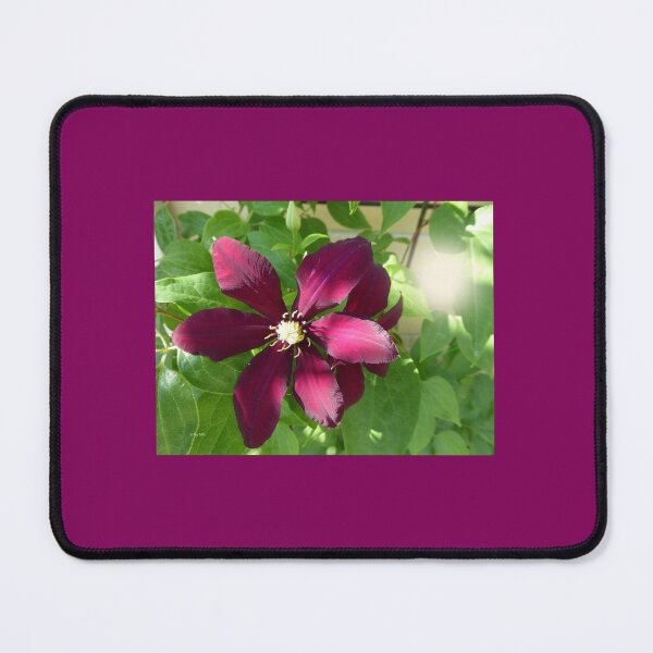Item preview, Burgundy Clemetis designed and sold by LeRoyM.