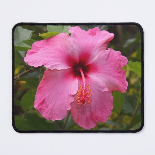 Item preview, Pink Hibiscus designed and sold by Carole-Anne.