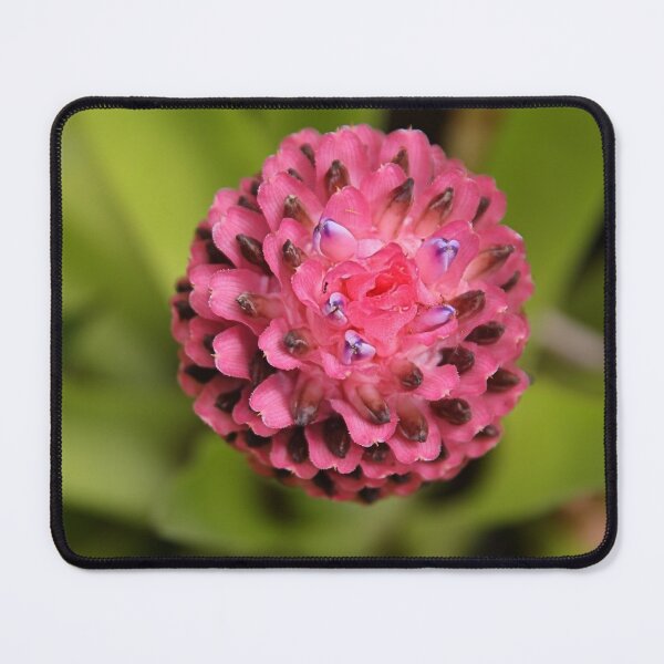 Item preview, Bromeliad designed and sold by Carole-Anne.