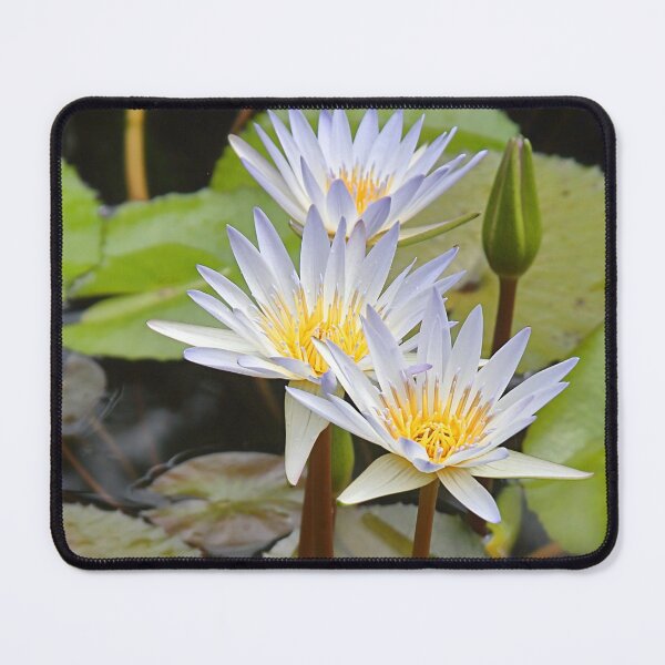 Item preview, Water Lilies designed and sold by Carole-Anne.