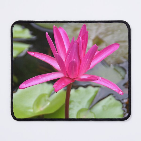 Item preview, Water Lilies designed and sold by Carole-Anne.