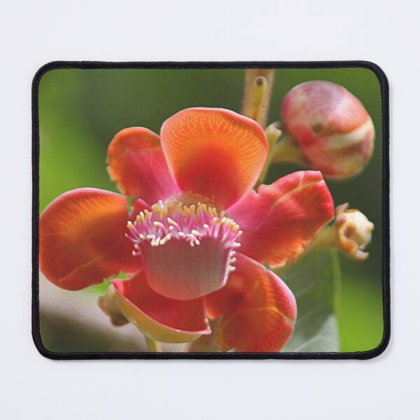 Item preview, Cannonball Tree Flowers and Buds designed and sold by Carole-Anne.