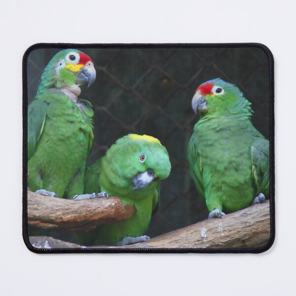 Item preview, Red-lored and Southern Mealy Amazons designed and sold by Carole-Anne.