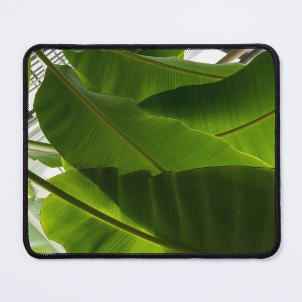 Artikelvorschau, Luscious Tropical Greens - riesige Blätter Muster - horizontale Ansicht nach oben rechts entworfen und verkauft von Georgia Mizuleva.