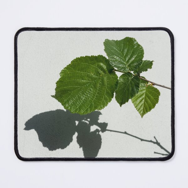 Item preview, Sophisticated Shadows - Glossy Hazelnut Leaves on White Stucco - Horizontal View Left Upwards designed and sold by Georgia Mizuleva.
