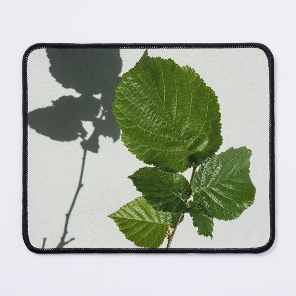 Item preview, Sophisticated Shadows - Glossy Hazelnut Leaves on White Stucco - Vertical View Upwards Left  designed and sold by Georgia Mizuleva.