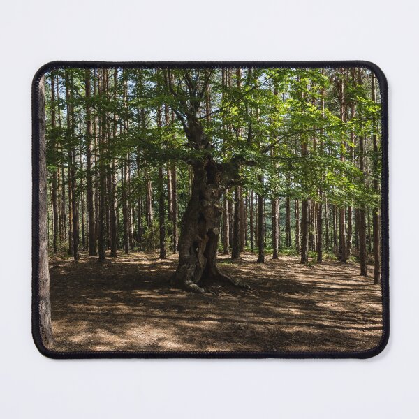 Item preview, Surrounded - an Ancient Beech Tree in a Pine Forest designed and sold by Georgia Mizuleva.