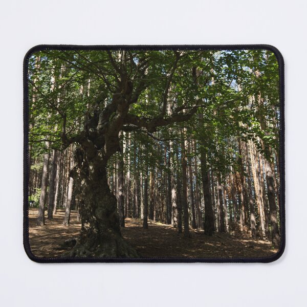 Item preview, Venerable Forest Guardian - an Ancient Beech Tree Guarding a Pine Forest designed and sold by Georgia Mizuleva.