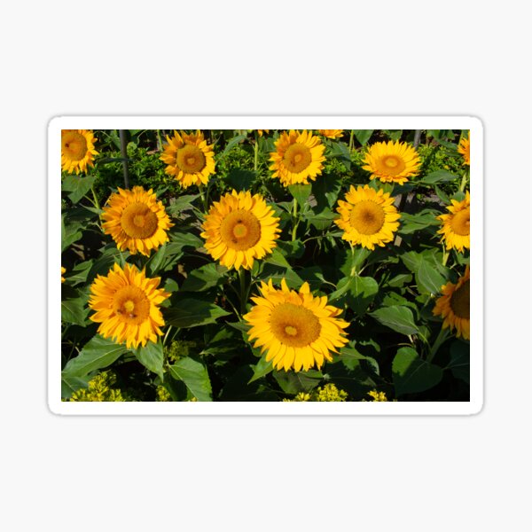 Sunny Sunflowers Sticker