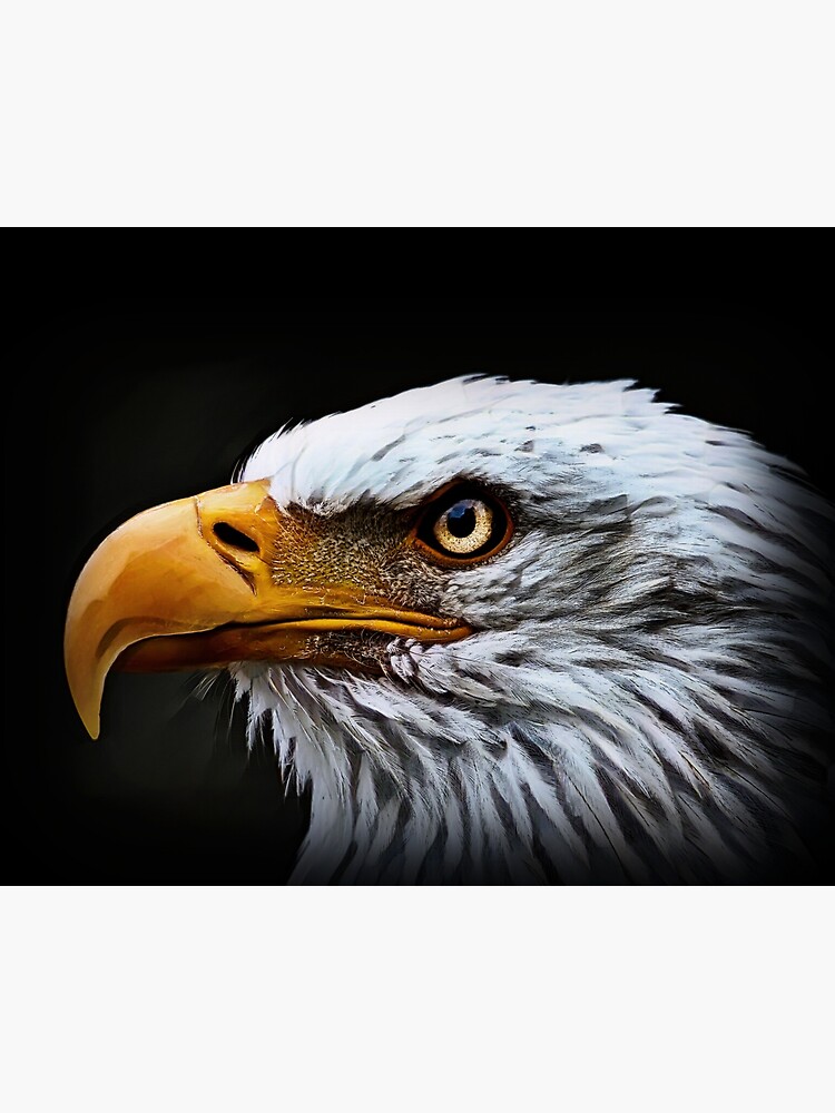 AZOHP8986 Adler Bald Eagle Bird Beak Wildlife Paper Print