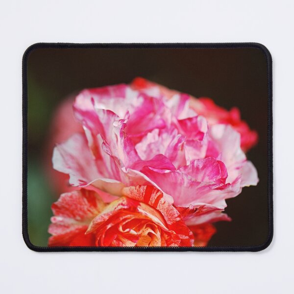 Item preview, Variegated Roses Delightful designed and sold by Joy Watson - Natural Light Photography .
