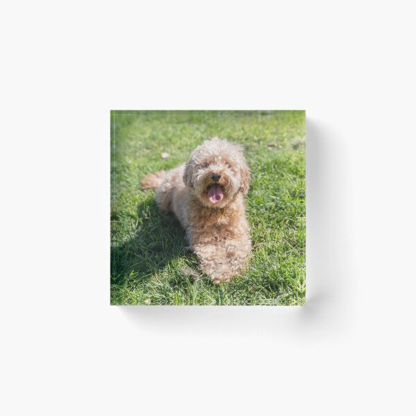 Item preview, Cavoodle designed and sold by Chris Kean.