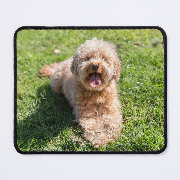 Item preview, Cavoodle designed and sold by Chris Kean.