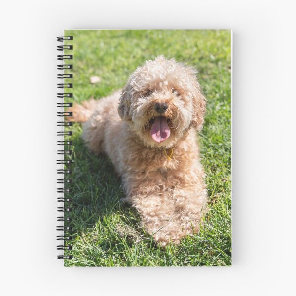 Item preview, Cavoodle designed and sold by Chris Kean.