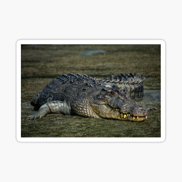 Crocs rule Sticker
