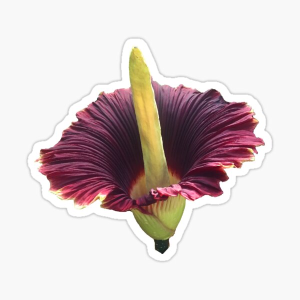 Corpse Flower Titan Arum Sticker