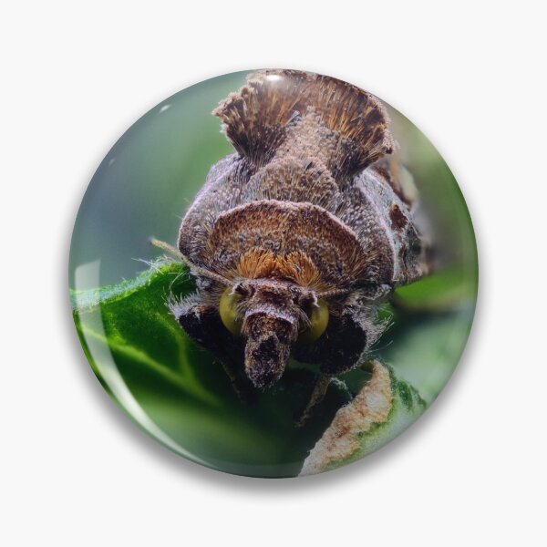 Item preview, Cabbage looper moth macro photo designed and sold by hendrikspix.