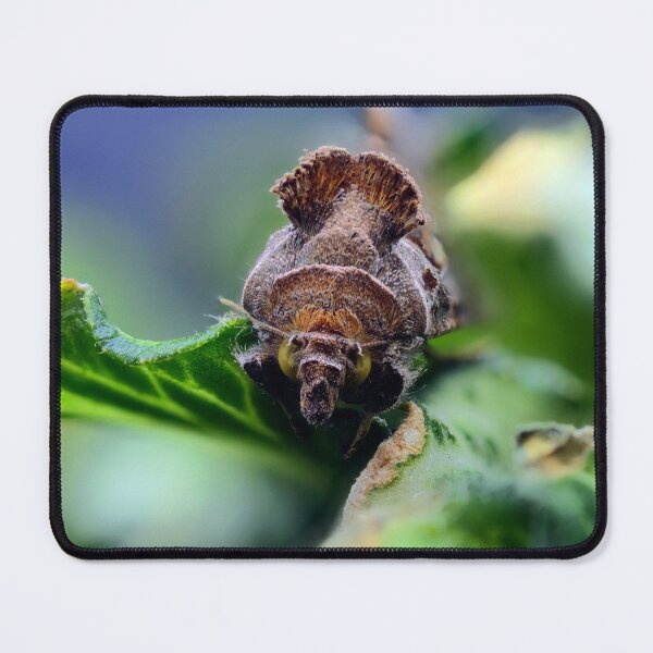 Item preview, Cabbage looper moth macro photo designed and sold by hendrikspix.
