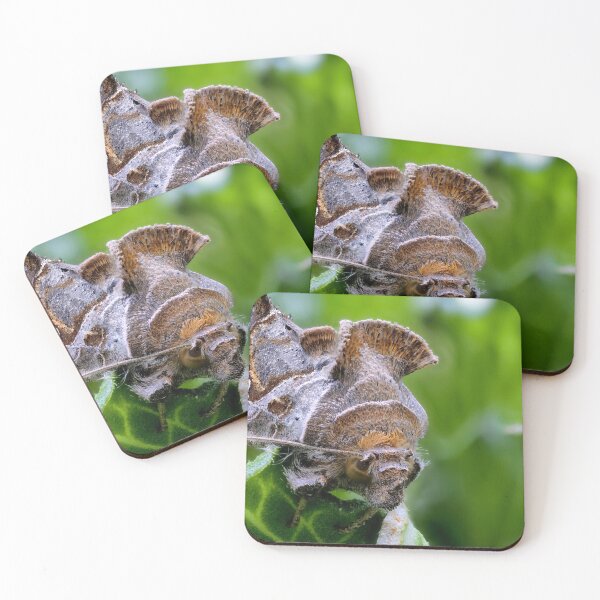 Item preview, Cabbage looper moth macro photo designed and sold by hendrikspix.