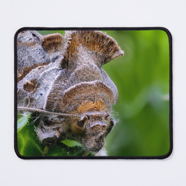 Item preview, Cabbage looper moth macro photo designed and sold by hendrikspix.